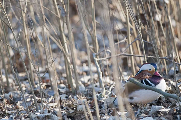 Gros Plan Beau Canard Reposant Dans Les Feuilles Tombées — Photo