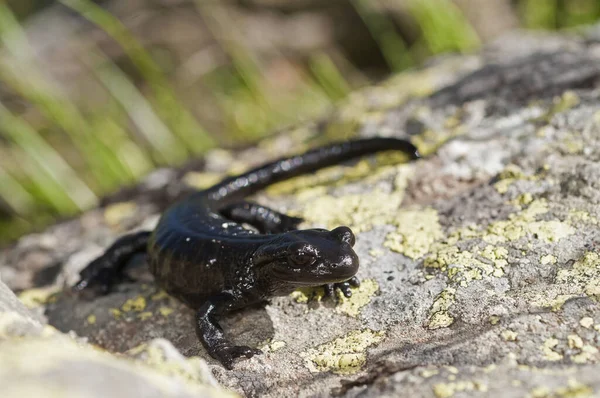 Salamandra Lanzai Salamandra Alpina Lanza Vista — Fotografia de Stock