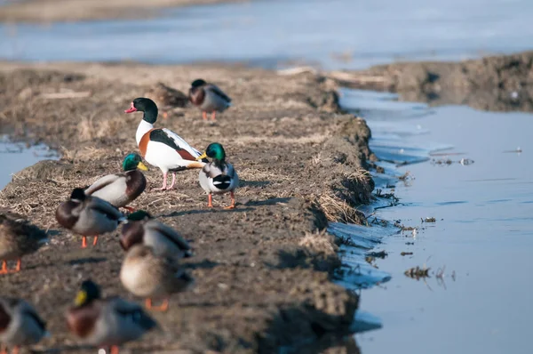 河堤上一群鸭子的特写镜头 — 图库照片