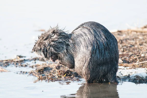 Myocastor Coypus Koypu Natürlichen Lebensraum — Stockfoto