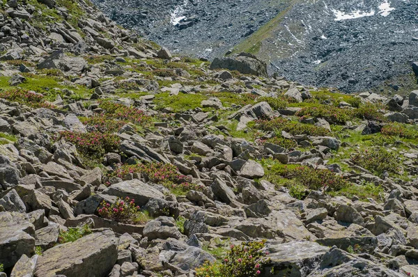 Rhododendron Ferrugineum Bajo Macizo Monviso —  Fotos de Stock