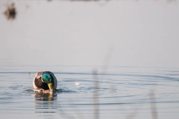 Anas Platyrynchos Mallard View — стоковое фото