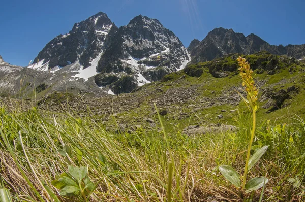 Monviso 'nun altında Rhododendron ferrugineum