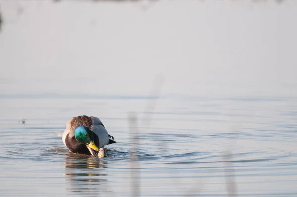 Anas Platyrynchos Mallard View — стоковое фото