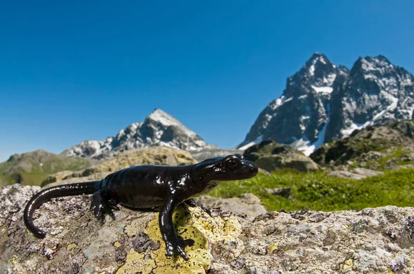 Salamandra lanzai (lanza 'nın alp semenderi) görünüm
