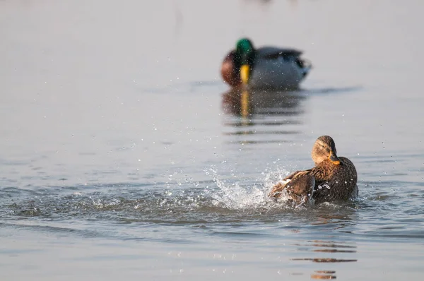 Anas Platyrhynchos Mallard — 图库照片