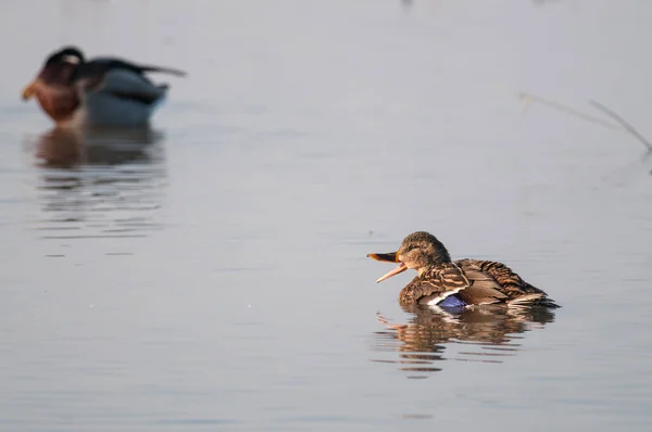 Anas Platyrhynchos Mallard — 图库照片