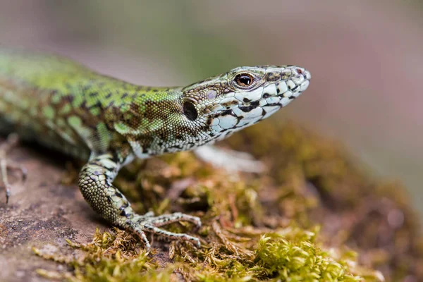 Kertenkelenin doğal ortamdaki yakın çekimi.