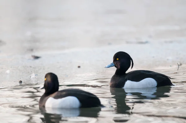 Aythya Fuligula Patos Tufados Lago — Fotografia de Stock