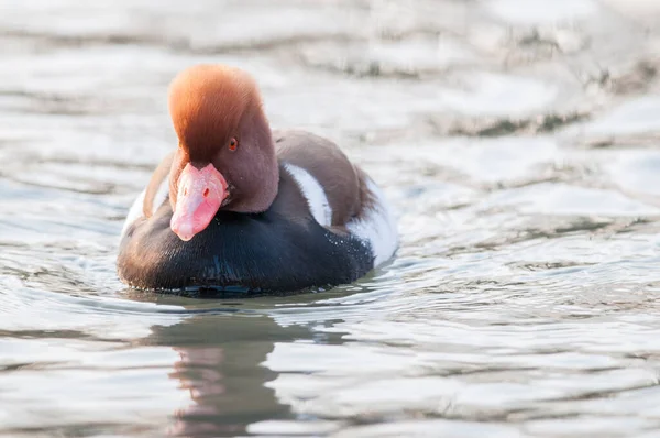 Netta Rufina Rödkråkig Pochard Sjön — Stockfoto