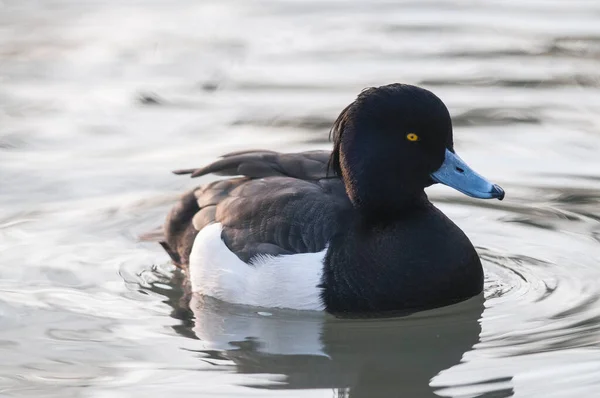 Aythya Fuligula Canard Touffu Sur Lac — Photo