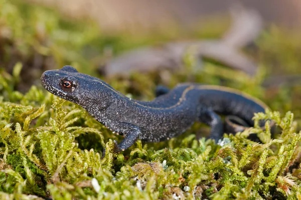 Triturus Carnifex Tritão Crista Italiano — Fotografia de Stock