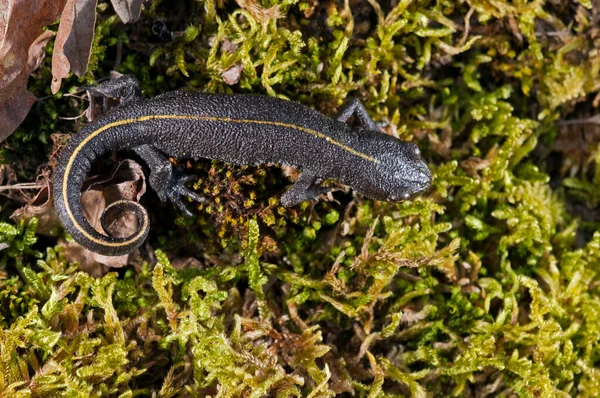 Triturus Carnifex Tritão Crista Italiano — Fotografia de Stock