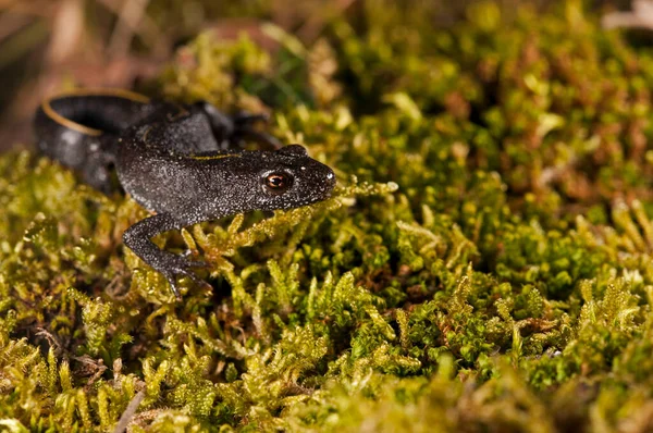 Triturus Carnifex Tritão Crista Italiano — Fotografia de Stock