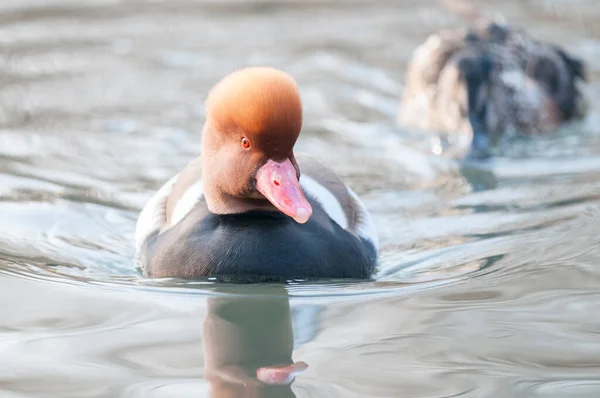 Netta Rufina Roodkuifpochard Meer — Stockfoto