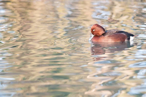 Gölde Yüzen Güzel Ördeğin Yakın Çekimi — Stok fotoğraf