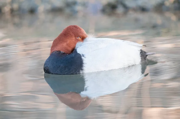 Netta Rufina Rödkråkig Pochard Sjön — Stockfoto