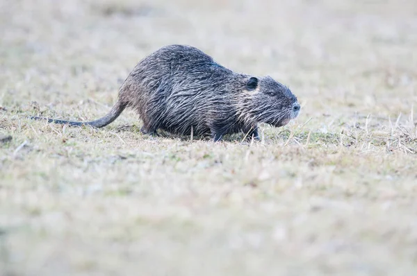 Myocastor Coypus Koypu Natürlichen Lebensraum — Stockfoto