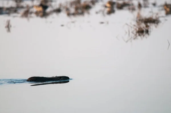 Myocastor Coypus Coypu Естественной Среде Обитания — стоковое фото