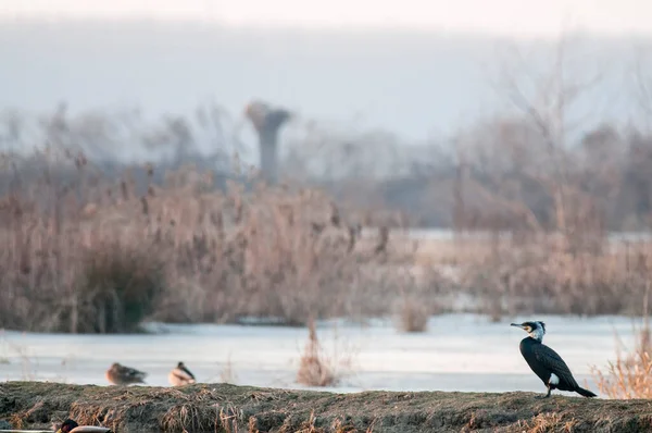 Черная Птица Стоящая Берегу Озера Воды — стоковое фото
