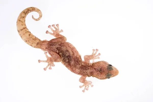 Beyaz arka planda Euleptes europaea, Avrupa yaprak parmaklı kertenkelesi
