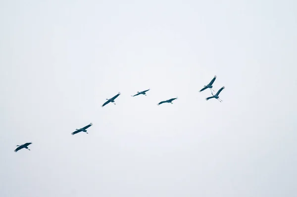 Flock Common Cranes Flying Sky — Stock Photo, Image