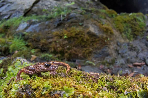 Speleomantes Strinatii Salamandra Gruta Strinatis — Fotografia de Stock