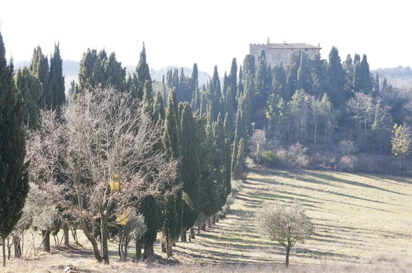 Beautiful Landscape Path Surrounded Cypress Trees — Stock Photo, Image