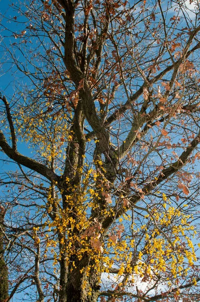 Azevinho Amarelo Europeu Loranthus Europaeus — Fotografia de Stock