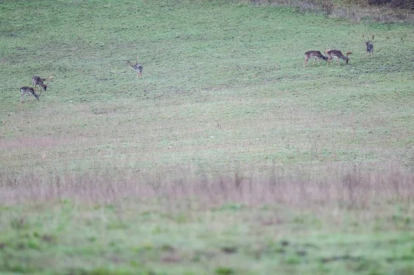 鹿の群れが畑に放牧され — ストック写真