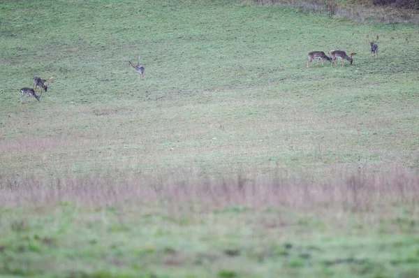 Hirsch Herde Weidet Auf Dem Feld — Stockfoto