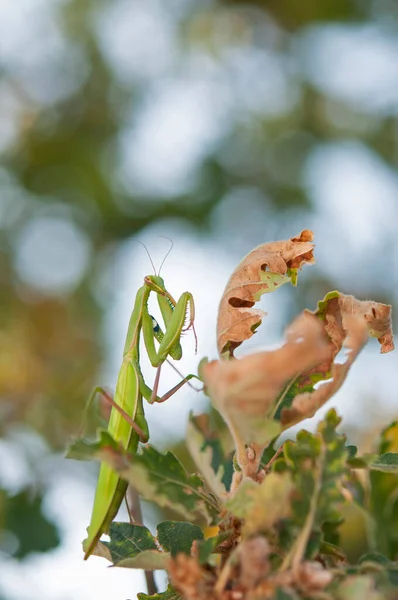 Mantis Religiosa Europese Bidsprinkhaan Aan Boom — Stockfoto