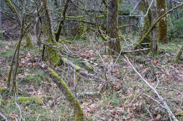 Una Hermosa Foto Del Bosque Con Árboles Musgosos —  Fotos de Stock