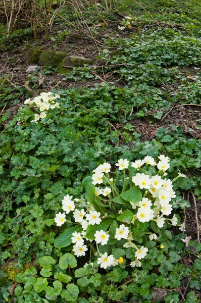 Schöne Weiße Blumen Wald — Stockfoto