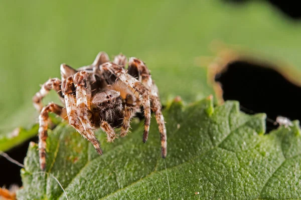 Gibbaranea Omoeda オーブ織のクモ イタリア リグーリア州 — ストック写真