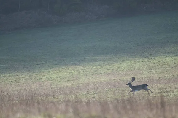 Hermoso Ciervo Corriendo Campo Verde — Foto de Stock