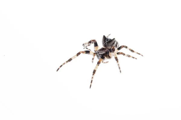 Gibbaranea Omoeda Araña Tejedora Orbes Sitio Liguria Italy —  Fotos de Stock