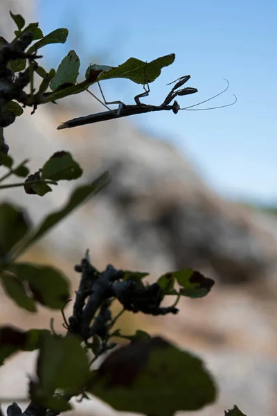 Ameles decolor. Doğadaki böcekler