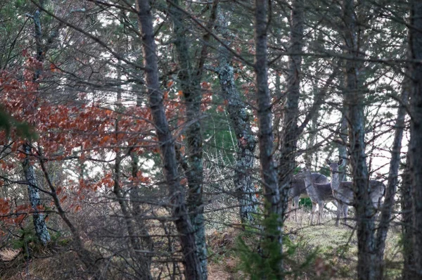 Cervos Bonitos Uma Floresta Série Natureza — Fotografia de Stock