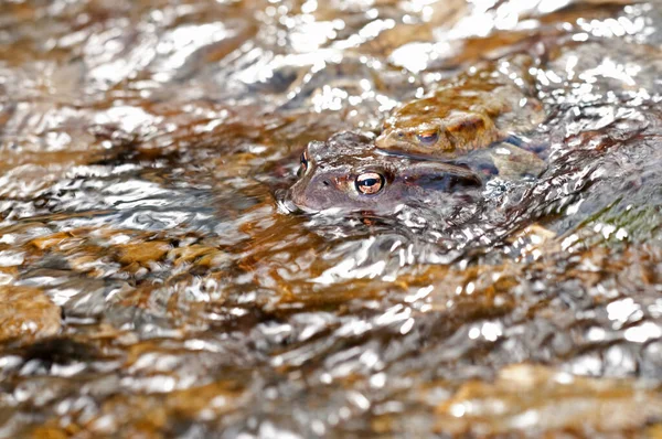 Bufo Bufo Crapaud Commun — Photo