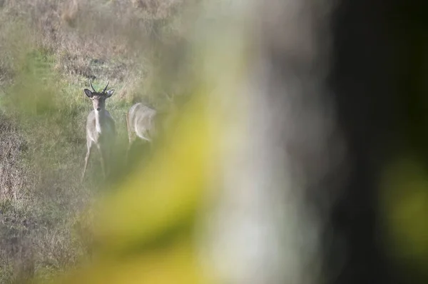 Curieux Cerf Debout Sur Champ Vert — Photo