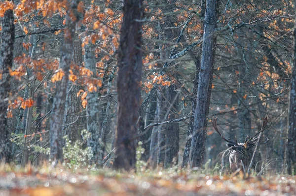 Ciervos Hermosos Bosque Serie Naturaleza — Foto de Stock