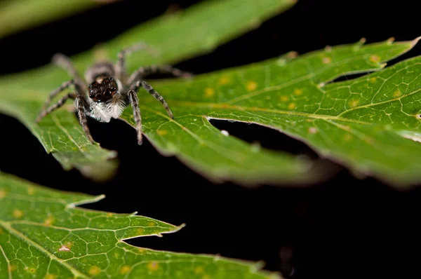 Közeli Felvétel Philaeus Chrysopsról Salticidae Természetes Élőhelyen — Stock Fotó