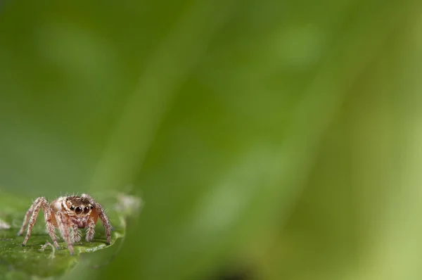 Close View Evarcha Jucunda Salticidae — стоковое фото