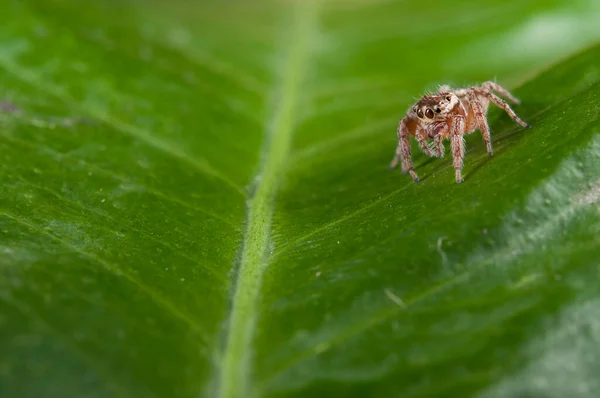 Close View Evarcha Jucunda Salticidae — стоковое фото