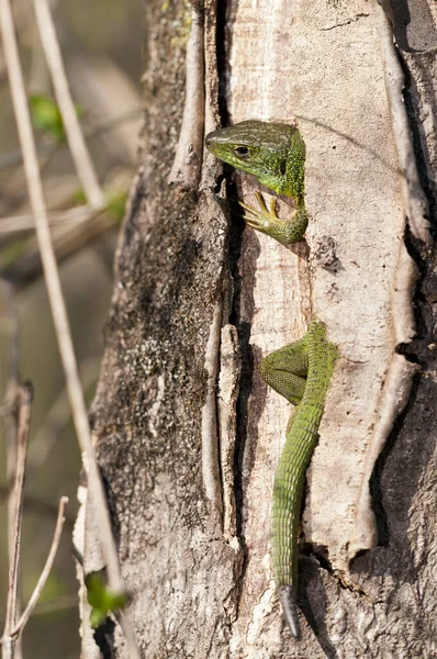 Lagarto Verde Tronco Árbol Vista Cerca — Foto de Stock