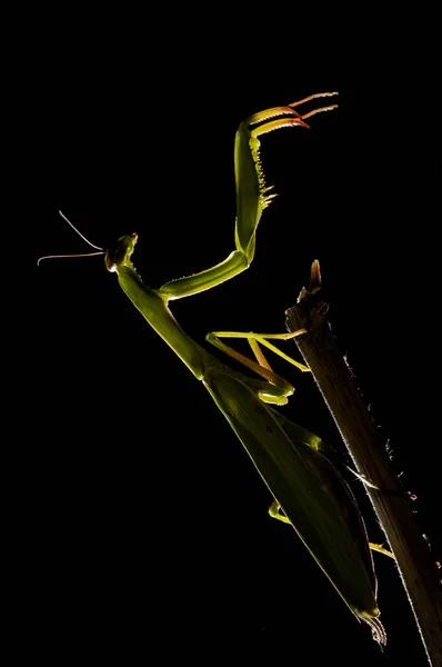 Mantis Religiosa Mantis Europea Vista Cerca —  Fotos de Stock