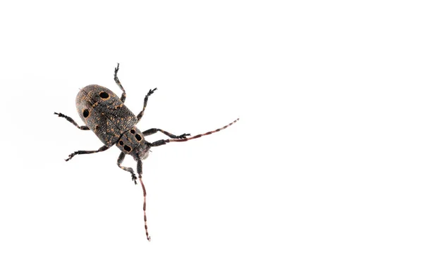 Mesosa Curculionoides Cerambycidae Aislado Sobre Fondo Blanco — Foto de Stock