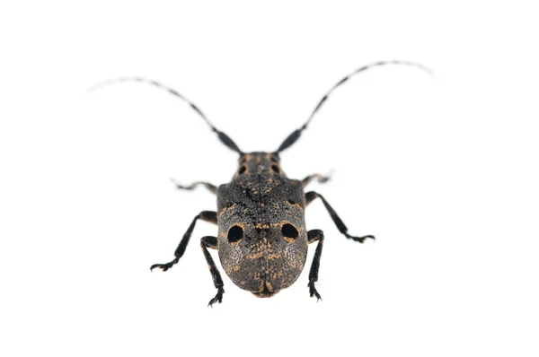 Mesosa Curculionoides Cerambycidae Isolado Sobre Fundo Branco — Fotografia de Stock