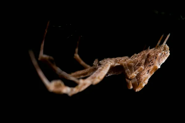 Uloborus Plumipes Tejedor Encaje Con Patas Pluma — Foto de Stock